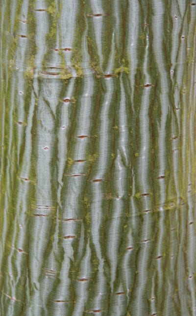 Detalle del tronco del Acer davidii