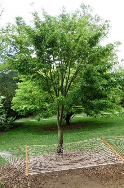 Ejemplar joven de Acer davidii