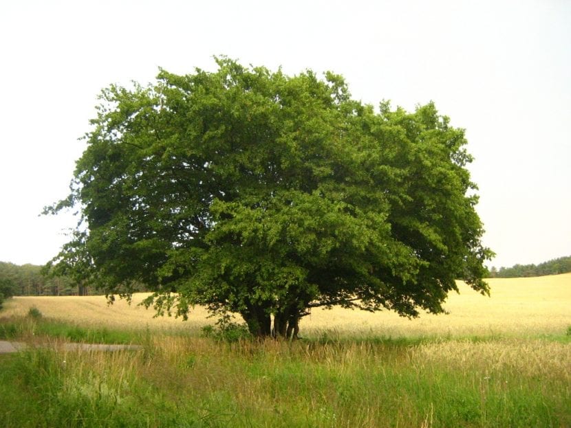 Carpinus betulus