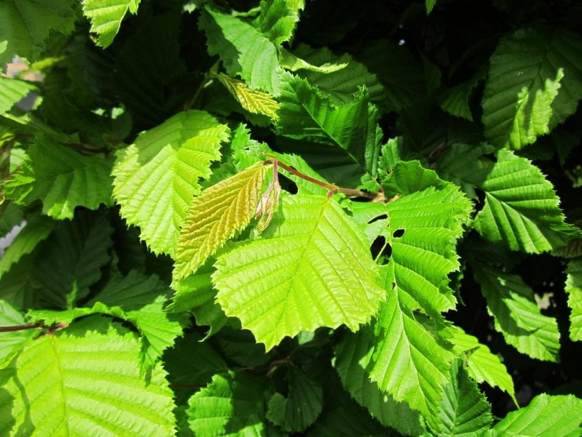 Hojas de Carpinus betulus