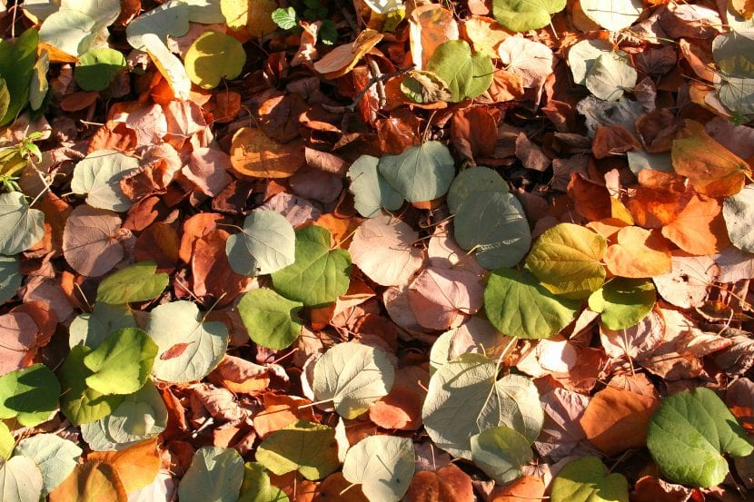 Hojas en el suelo del Cercidiphyllum japonicum
