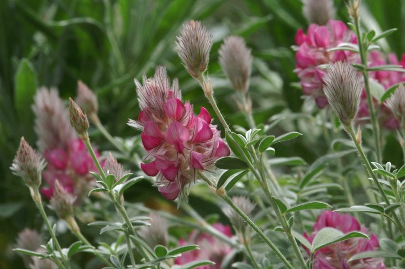 Ebenus cretica en flor