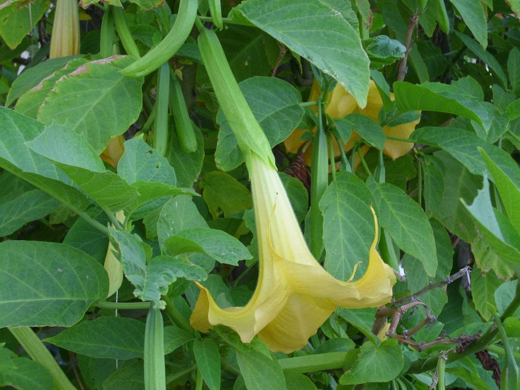 Brugmansia arborea con flores