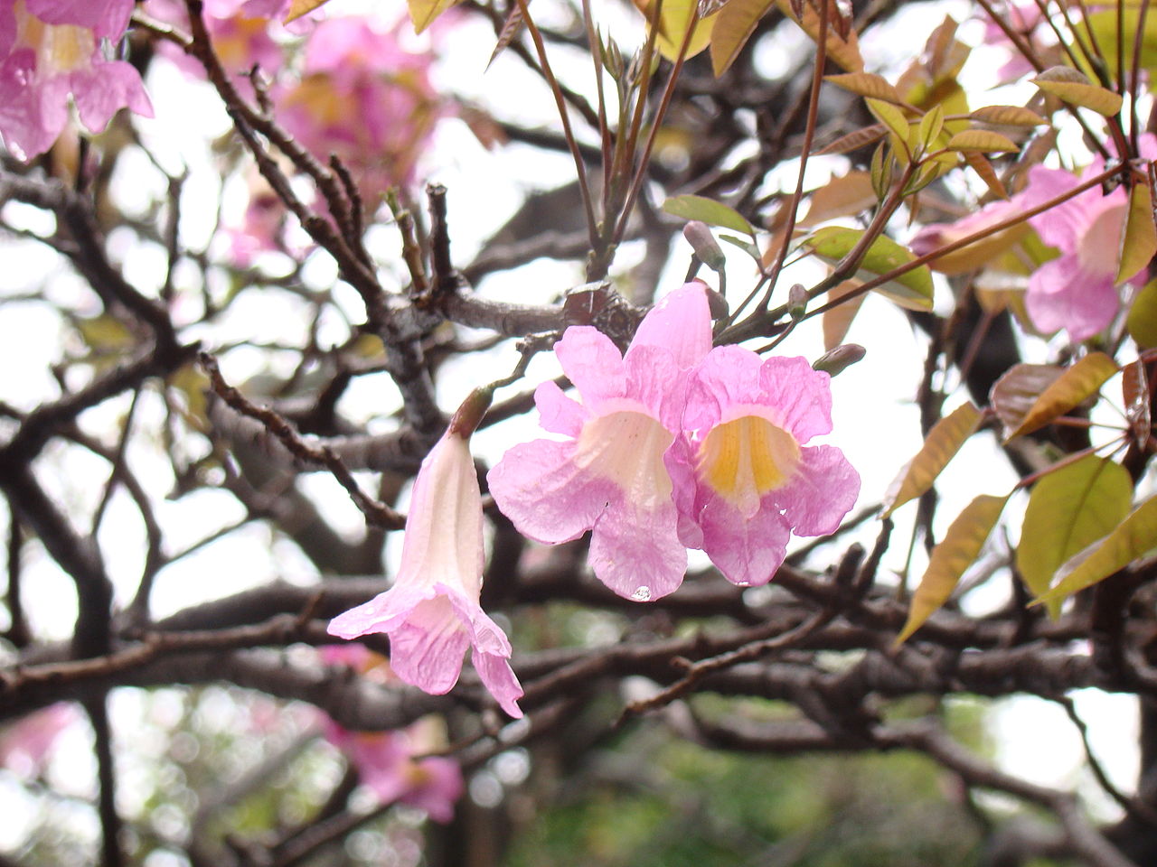 Vista de la Tabebuia heterophylla