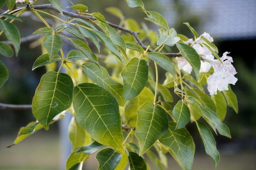 Hojas de Tabebuia o Lapacho
