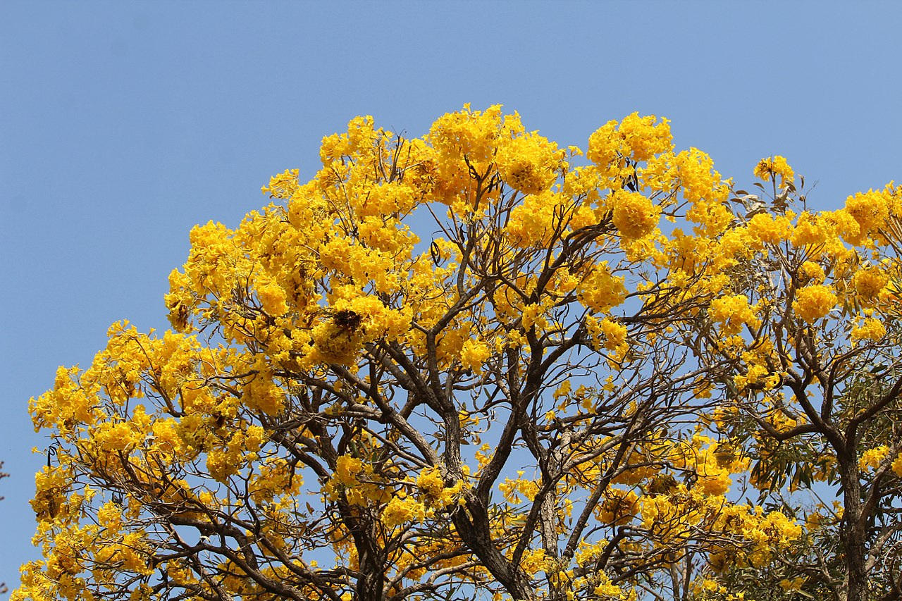 Vista de la Tabebuia aurea