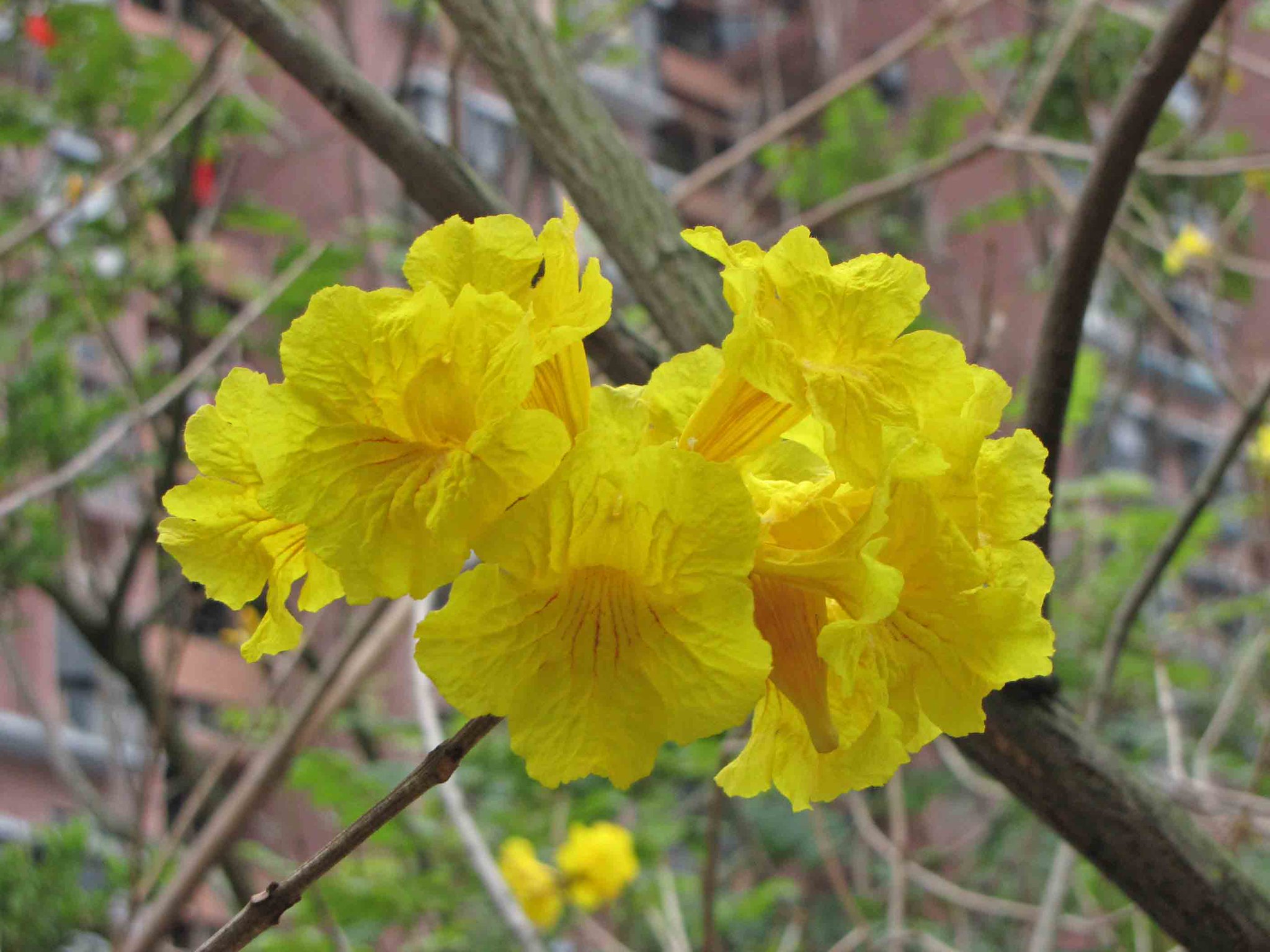Vista de la Tabebuia dorada