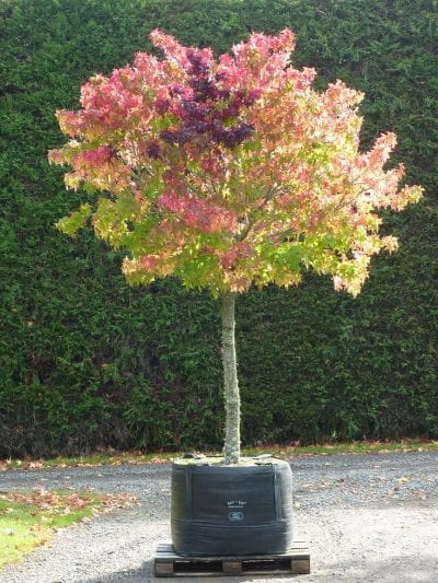 Liquidambar joven en una maceta