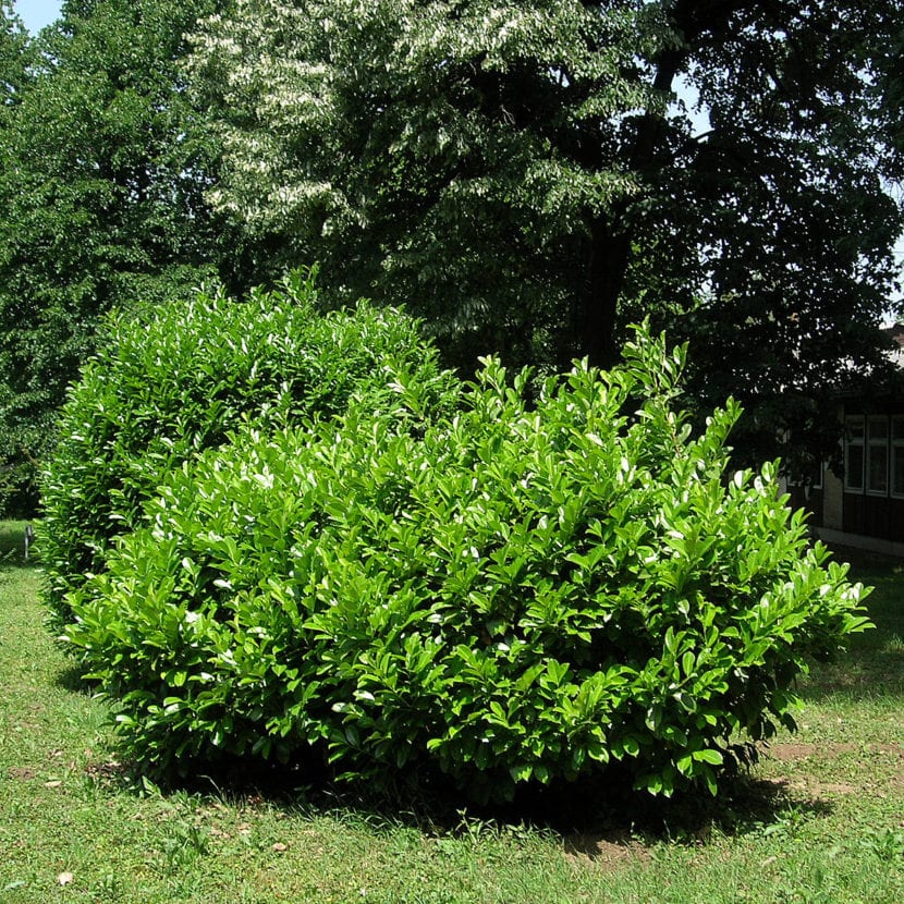 Prunus laurocerasus