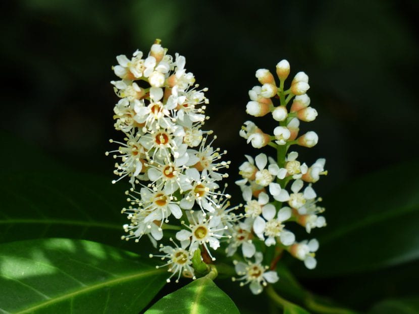 Flor del laurel cerezo