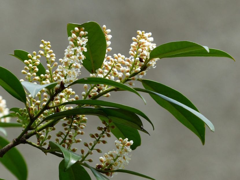 Prunus laurocerasus