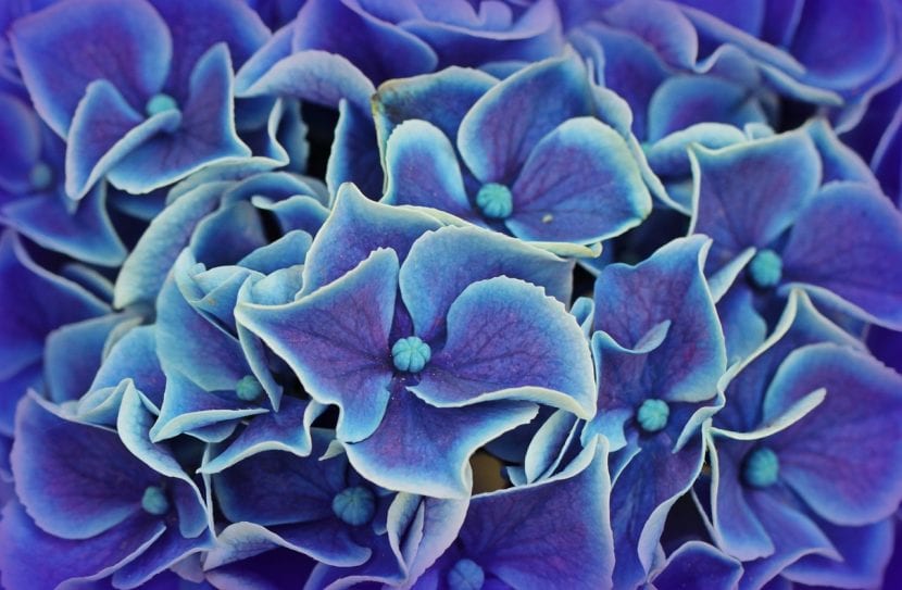 Flores azules de hortensia