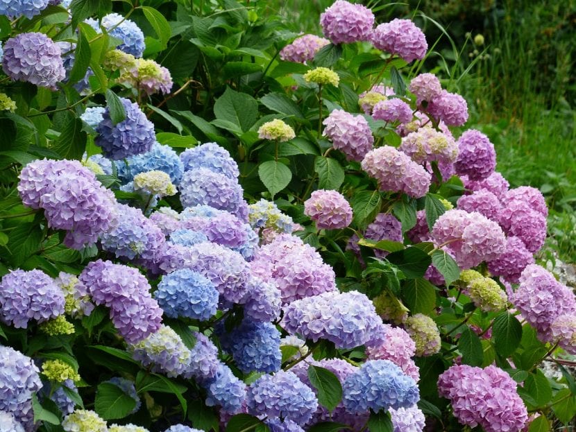 Hortensias en un jardín