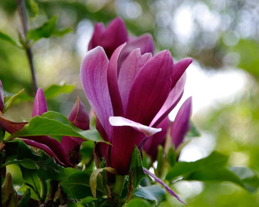 Flor Magnolia