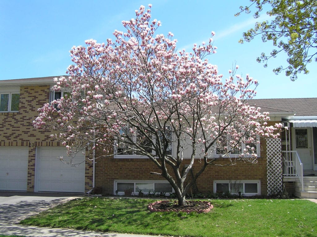 Magnolia liliflora