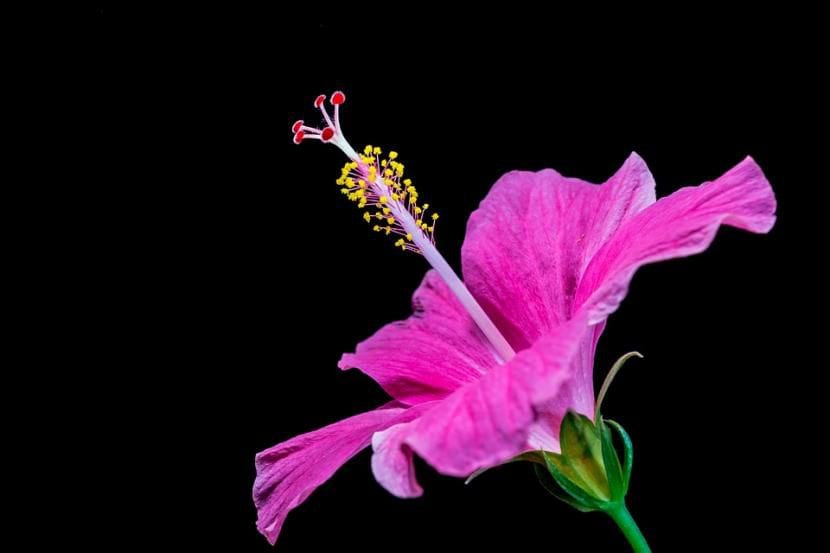 Hibiscus de flor lila