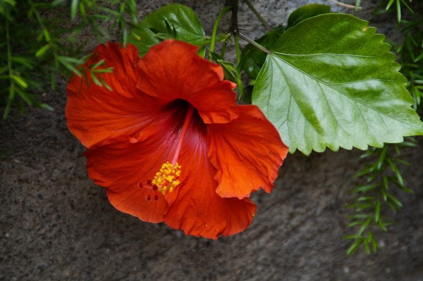 Planta de hibiscus con flor 