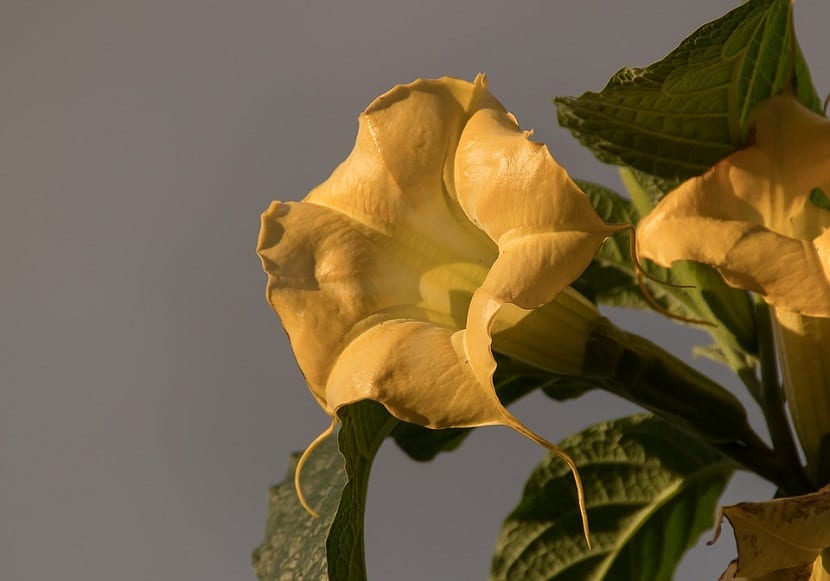 La Brugmansia es el nombre científico de la también conocida la Trompeta de angel