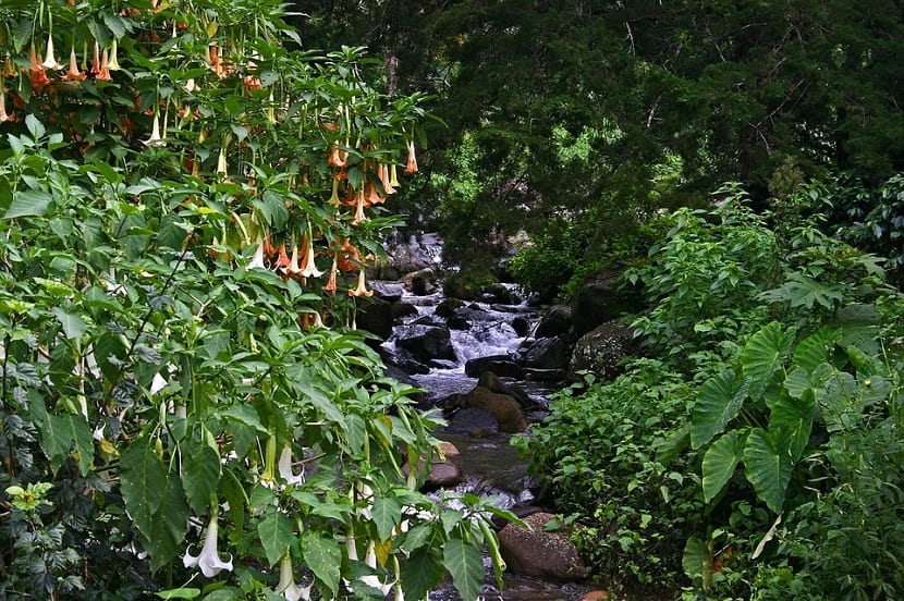 sus flores en forma de trompeta son bastante grandes y llamativas