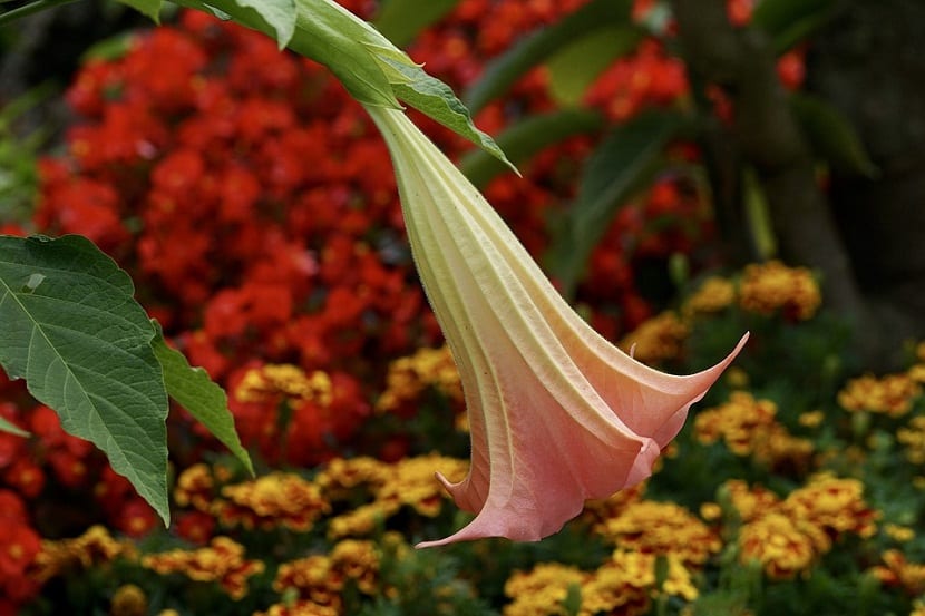 Trompeta de ángel (Brugmansia): cultivo, cuidados y riesgos
