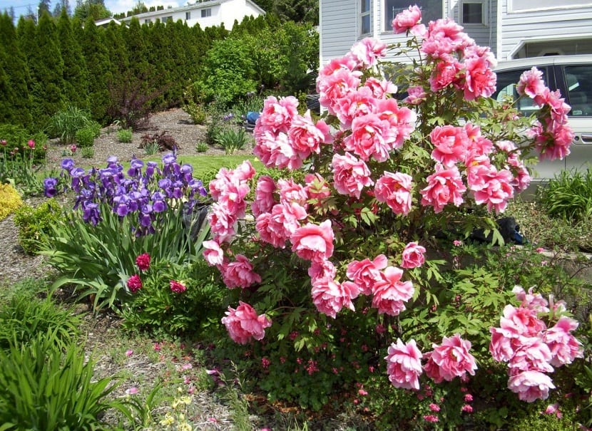 peonias y sus cuidados