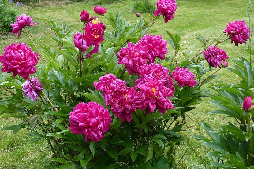 cuidados peonias