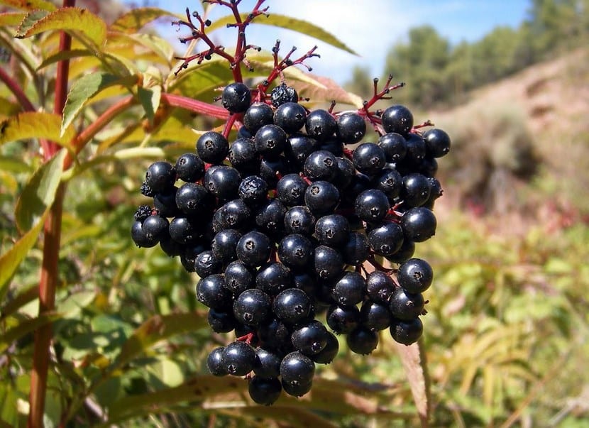 Fruto Sauco