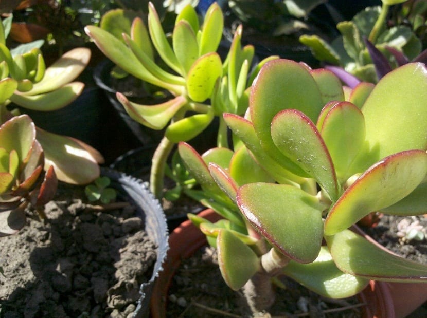 plantar jade