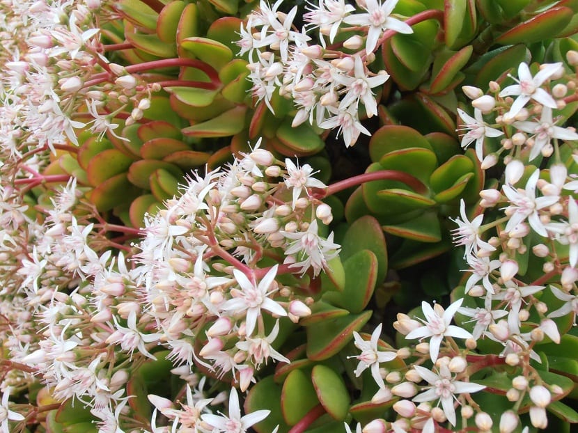 jade con flor