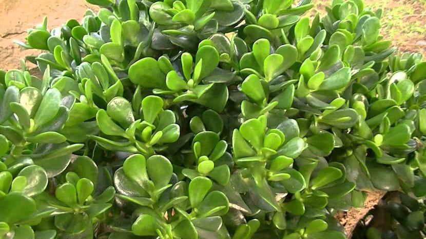 cultivar la planta de Jade