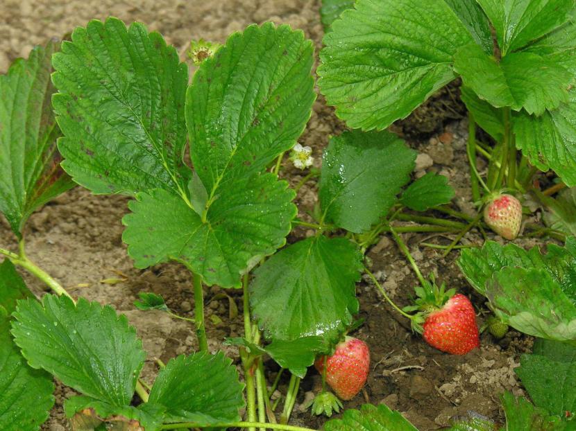 Fresas en el huerto