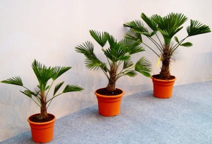 Palmeras de interior: poda, abonado, plagas y trasplante