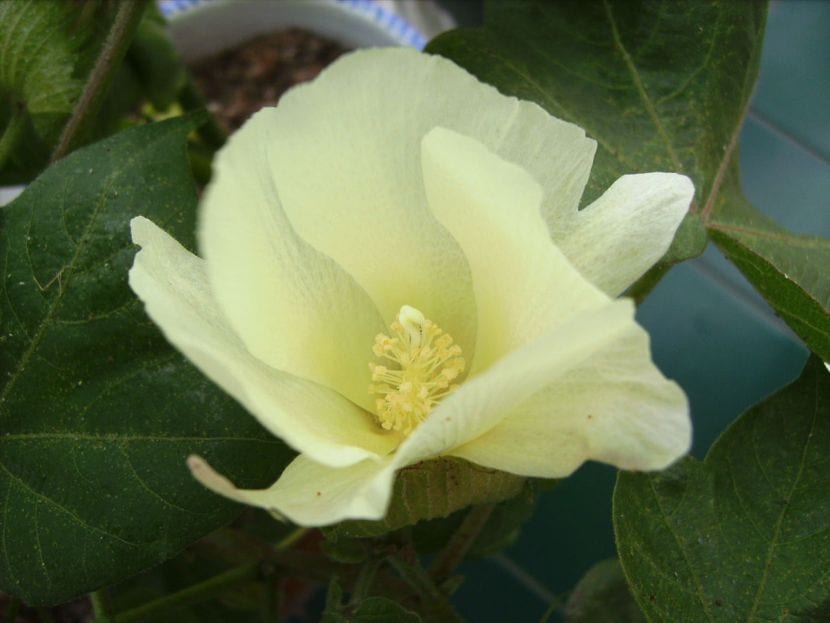 Flor de algodón