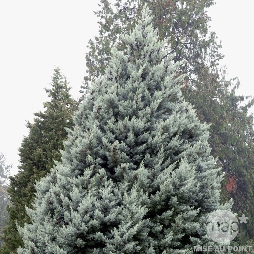 Cupressus arizonica glauca