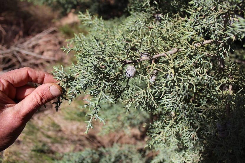 Detalle del Cupressus arizonica