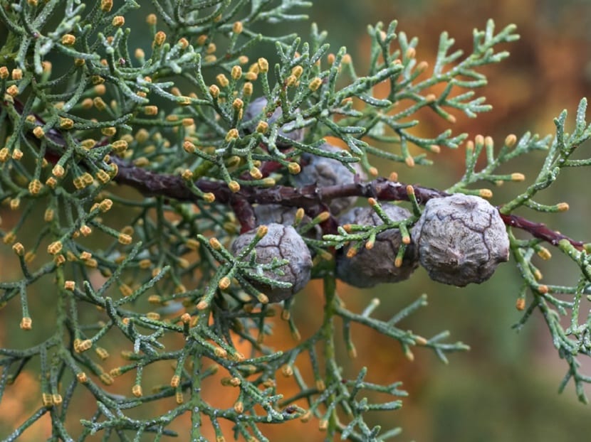 Frutos el Cupressus arizonica