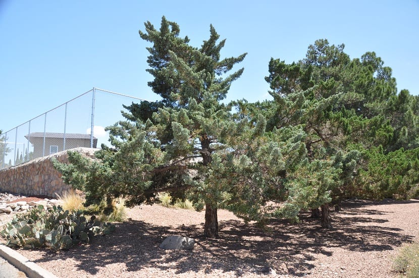 Cupressus arizonica: características, cultivo y mantenimiento