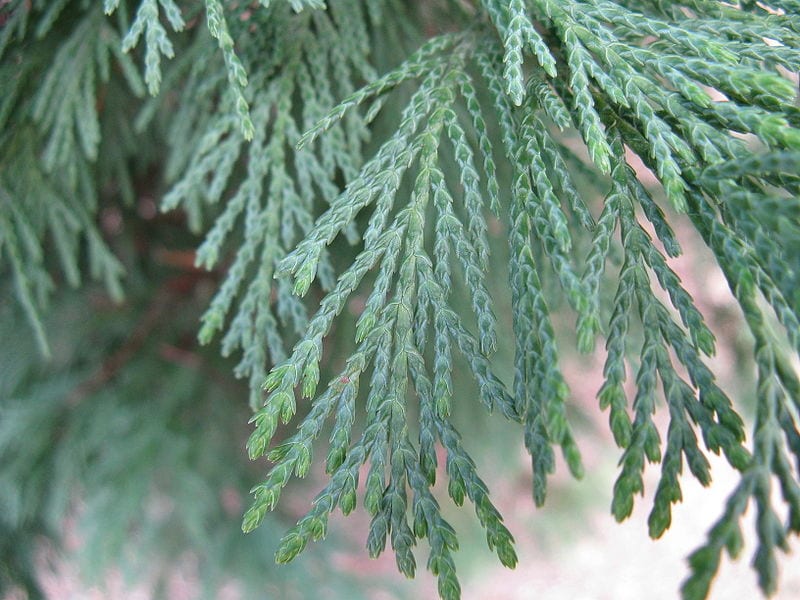 Hojas del Cupressus leylandii