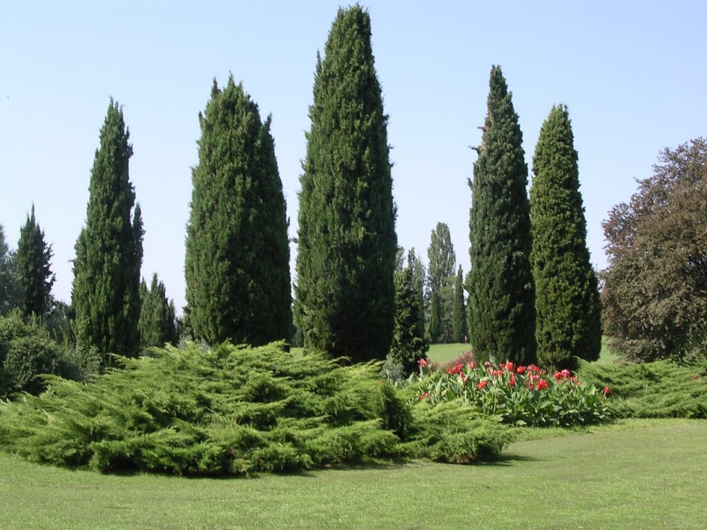 Cupressus leylandi en un jardín