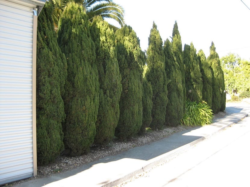 casa rodeada de pequenos arboles llamados Cupressus sempervirens “Stricta”)