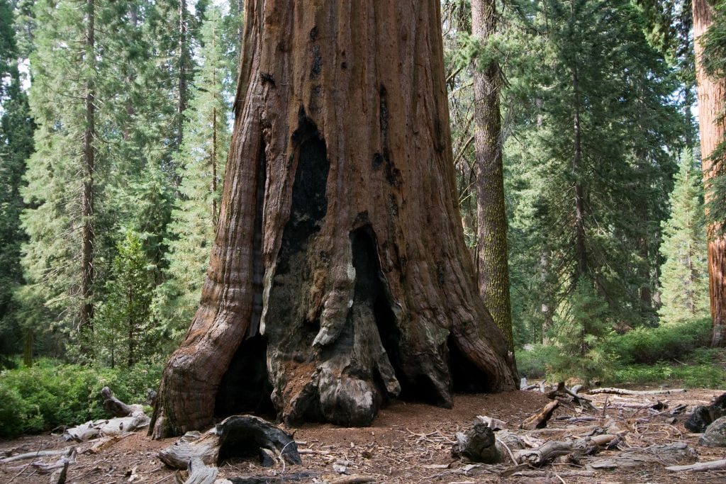 Sequoiadendron giganteum