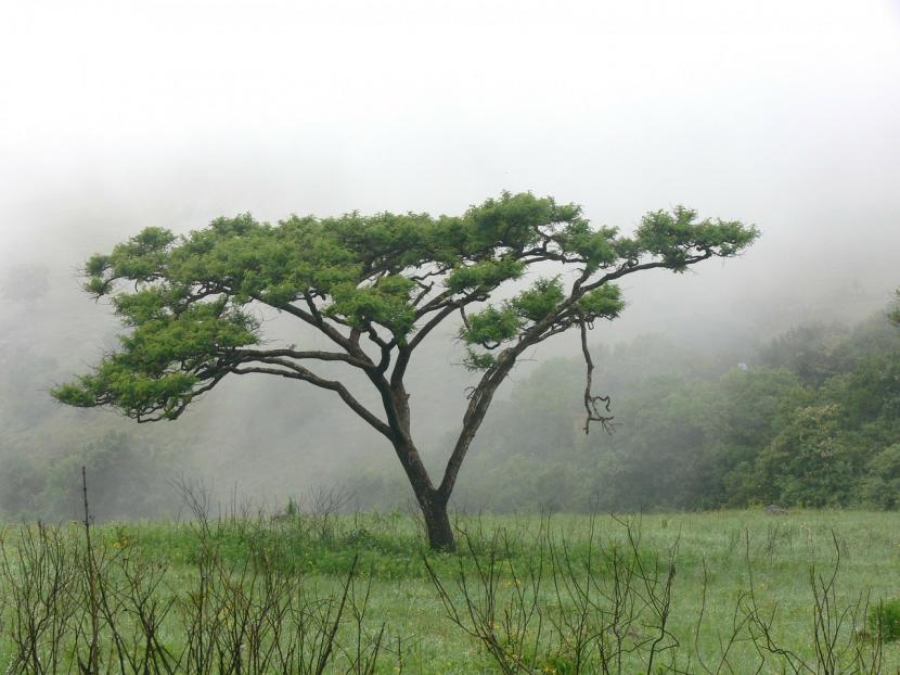 Acacia