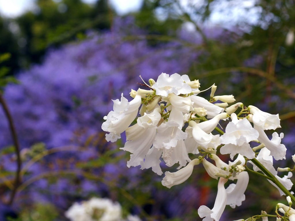 Jacaranda