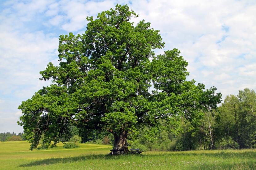Quercus