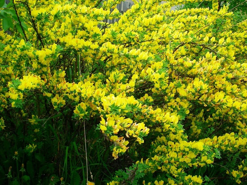 arbusto de tamano grande con flores amarillas