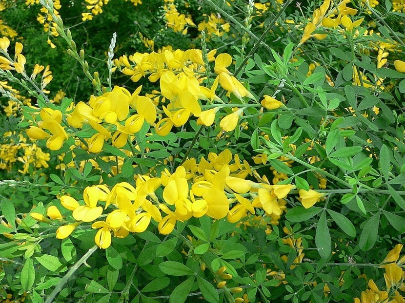 arbusto ornamental con flores amarillas