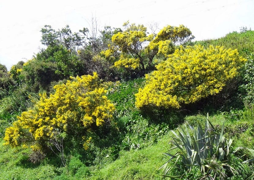 matas de arbustos con flores amarillas que son invasivas