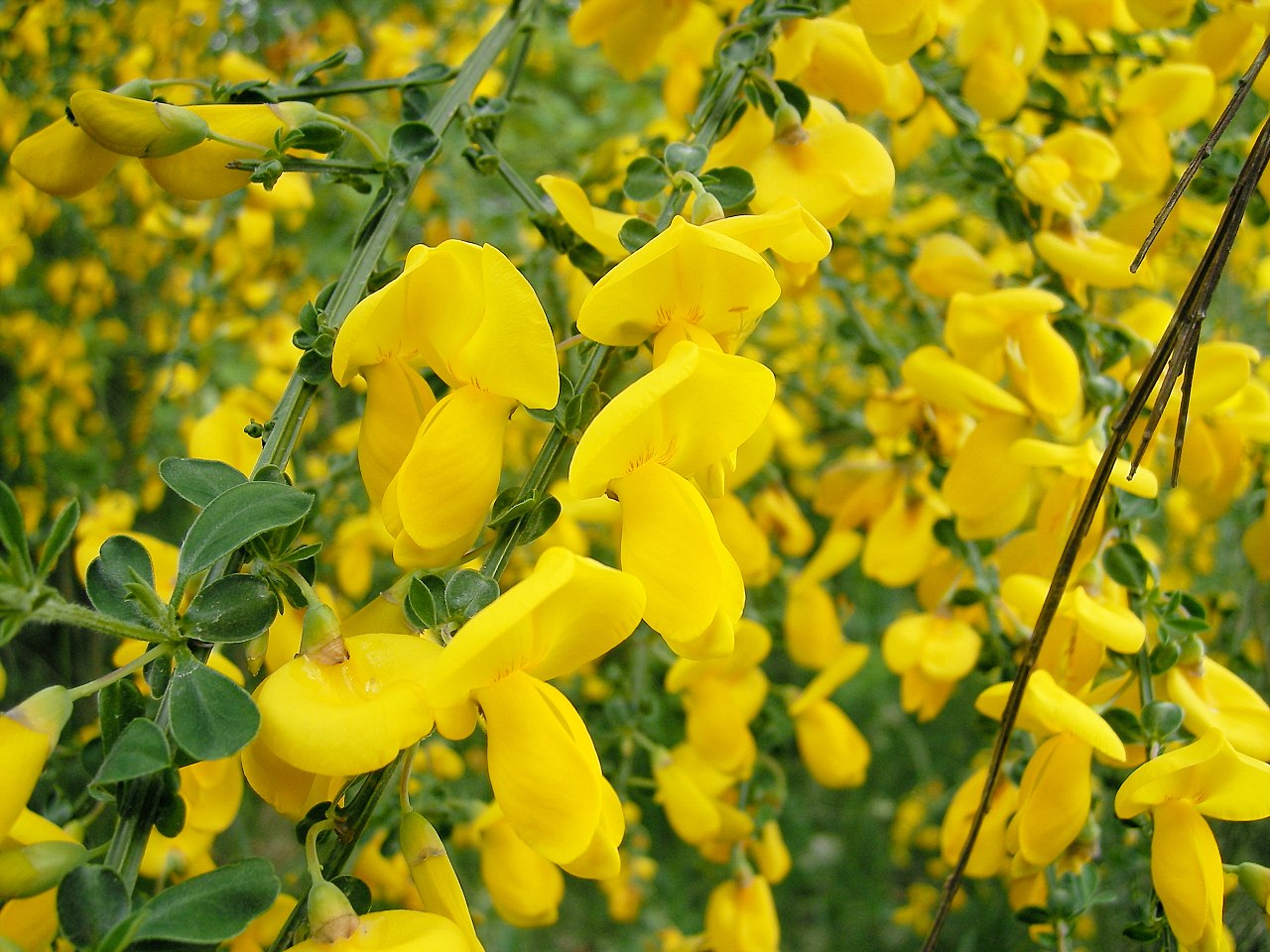Las flores de los Cytisus pueden ser amarillas