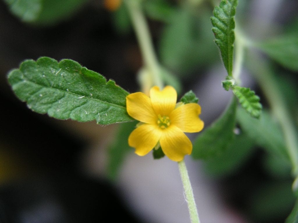 La planta de damiana es muy decorativa