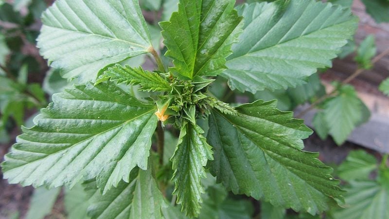 Las hojas de la damiana son verdes